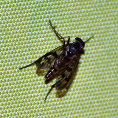 Tabanomorpha