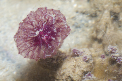Oceanapia sagittaria