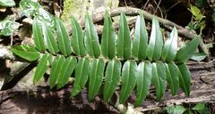 Pellaea dura