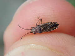 Nysius helveticus