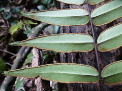 Pellaea dura