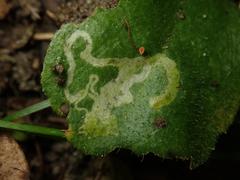 Phytomyza virgaureae
