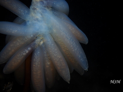 Decapodiformes