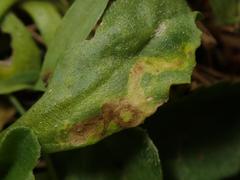 Phytomyza virgaureae