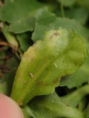 Phytomyza virgaureae