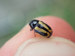 Cryptocephalus vittatus