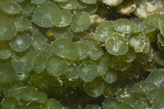Caulerpa chemnitzia