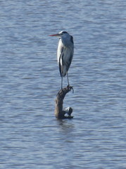 Ardea cinerea