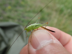 Conocephalus fuscus