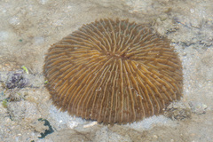 Fungia fungites