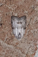 Oneida lunulalis