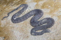 Acrochordus granulatus