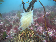 Decapodiformes