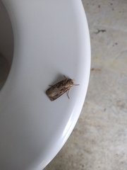 Agrotis clavis