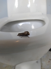 Agrotis clavis