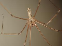 Pholcus phalangioides