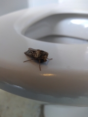 Agrotis clavis