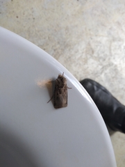 Agrotis clavis