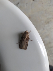 Agrotis clavis