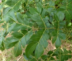 Albizia zygia