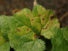 Puccinia glechomatis