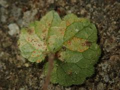 Puccinia glechomatis