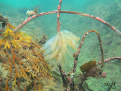 Decapodiformes