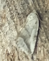 Phyllophila obliterata