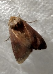 Apamea lateritia