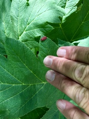 Lycus sanguinipennis