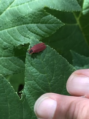 Lycus sanguinipennis