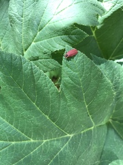 Lycus sanguinipennis