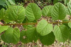 Clerodendrum polycephalum