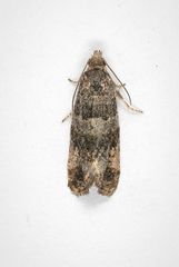Lobesia abscisana