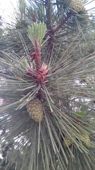 Pinus tabuliformis