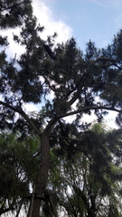 Pinus tabuliformis