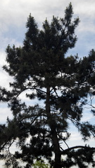 Pinus tabuliformis