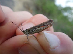 Chorthippus brunneus