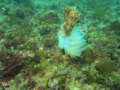 Decapodiformes