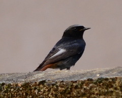 Phoenicurus ochruros
