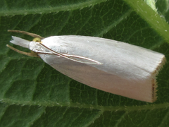 Pseudocatharylla simplex