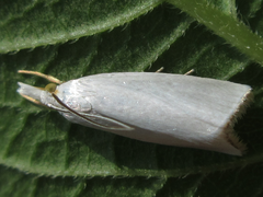 Pseudocatharylla simplex