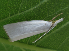 Pseudocatharylla simplex