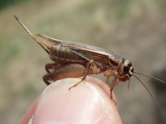 Acheta domesticus