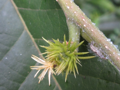 Castanea crenata