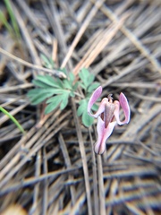 Dicentra uniflora