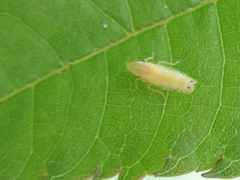 Nirvana placida