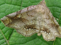 Pangrapta flavomacula