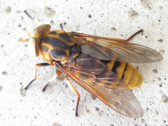 Tabanus chrysurus