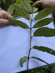 Lasianthus chlorocarpus